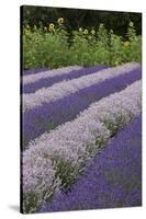 Rows of Lavender in Field with Sunflowers, Sequim, Washington, USA-Merrill Images-Stretched Canvas