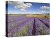 Rows of Lavender Plants, Broadway, Worcestershire, Cotswolds, England, UK-Neale Clarke-Stretched Canvas