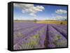 Rows of Lavender Plants, Broadway, Worcestershire, Cotswolds, England, UK-Neale Clarke-Framed Stretched Canvas