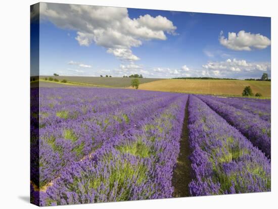 Rows of Lavender Plants, Broadway, Worcestershire, Cotswolds, England, UK-Neale Clarke-Stretched Canvas