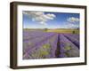 Rows of Lavender Plants, Broadway, Worcestershire, Cotswolds, England, UK-Neale Clarke-Framed Photographic Print