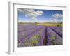 Rows of Lavender Plants, Broadway, Worcestershire, Cotswolds, England, UK-Neale Clarke-Framed Photographic Print