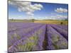 Rows of Lavender Plants, Broadway, Worcestershire, Cotswolds, England, UK-Neale Clarke-Mounted Photographic Print