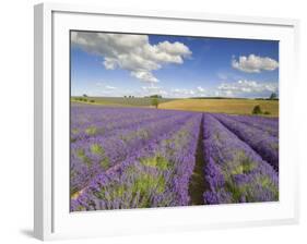 Rows of Lavender Plants, Broadway, Worcestershire, Cotswolds, England, UK-Neale Clarke-Framed Photographic Print