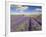 Rows of Lavender Plants, Broadway, Worcestershire, Cotswolds, England, UK-Neale Clarke-Framed Photographic Print