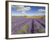 Rows of Lavender Plants, Broadway, Worcestershire, Cotswolds, England, UK-Neale Clarke-Framed Photographic Print