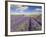 Rows of Lavender Plants, Broadway, Worcestershire, Cotswolds, England, UK-Neale Clarke-Framed Photographic Print