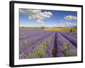 Rows of Lavender Plants, Broadway, Worcestershire, Cotswolds, England, UK-Neale Clarke-Framed Photographic Print