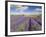 Rows of Lavender Plants, Broadway, Worcestershire, Cotswolds, England, UK-Neale Clarke-Framed Photographic Print