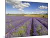 Rows of Lavender Plants, Broadway, Worcestershire, Cotswolds, England, UK-Neale Clarke-Mounted Photographic Print