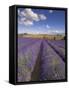 Rows of Lavender Plants, Broadway, Worcestershire, Cotswolds, England, UK-Neale Clarke-Framed Stretched Canvas