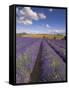 Rows of Lavender Plants, Broadway, Worcestershire, Cotswolds, England, UK-Neale Clarke-Framed Stretched Canvas