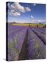 Rows of Lavender Plants, Broadway, Worcestershire, Cotswolds, England, UK-Neale Clarke-Stretched Canvas