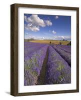 Rows of Lavender Plants, Broadway, Worcestershire, Cotswolds, England, UK-Neale Clarke-Framed Photographic Print