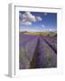 Rows of Lavender Plants, Broadway, Worcestershire, Cotswolds, England, UK-Neale Clarke-Framed Photographic Print