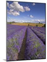 Rows of Lavender Plants, Broadway, Worcestershire, Cotswolds, England, UK-Neale Clarke-Mounted Photographic Print