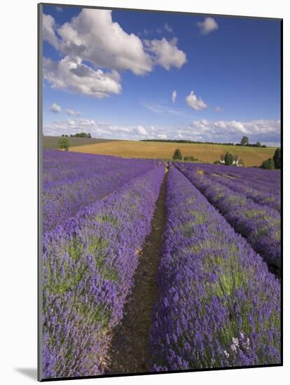 Rows of Lavender Plants, Broadway, Worcestershire, Cotswolds, England, UK-Neale Clarke-Mounted Photographic Print