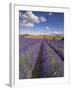 Rows of Lavender Plants, Broadway, Worcestershire, Cotswolds, England, UK-Neale Clarke-Framed Photographic Print