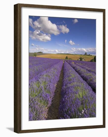 Rows of Lavender Plants, Broadway, Worcestershire, Cotswolds, England, UK-Neale Clarke-Framed Photographic Print