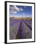 Rows of Lavender Plants, Broadway, Worcestershire, Cotswolds, England, UK-Neale Clarke-Framed Photographic Print