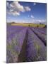 Rows of Lavender Plants, Broadway, Worcestershire, Cotswolds, England, UK-Neale Clarke-Mounted Photographic Print