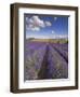 Rows of Lavender Plants, Broadway, Worcestershire, Cotswolds, England, UK-Neale Clarke-Framed Photographic Print