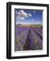 Rows of Lavender Plants, Broadway, Worcestershire, Cotswolds, England, UK-Neale Clarke-Framed Photographic Print