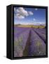 Rows of Lavender Plants, Broadway, Worcestershire, Cotswolds, England, UK-Neale Clarke-Framed Stretched Canvas