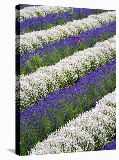 Rows of Lavender with Poppies-Terry Eggers-Stretched Canvas