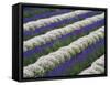 Rows of Lavender with Poppies-Terry Eggers-Framed Stretched Canvas