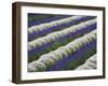 Rows of Lavender with Poppies-Terry Eggers-Framed Photographic Print