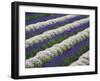 Rows of Lavender with Poppies-Terry Eggers-Framed Photographic Print