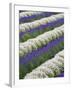 Rows of Lavender with Poppies-Terry Eggers-Framed Photographic Print