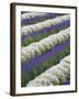 Rows of Lavender with Poppies-Terry Eggers-Framed Photographic Print