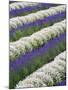 Rows of Lavender with Poppies-Terry Eggers-Mounted Photographic Print