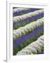 Rows of Lavender with Poppies-Terry Eggers-Framed Photographic Print