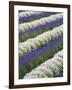 Rows of Lavender with Poppies-Terry Eggers-Framed Photographic Print