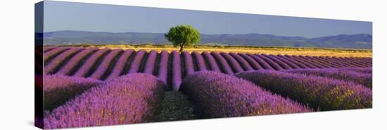 Rows of Lavender-Bryan Peterson-Stretched Canvas