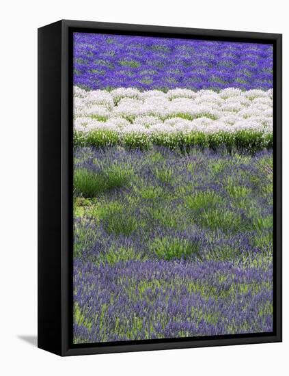 Rows of Lavender-Terry Eggers-Framed Stretched Canvas