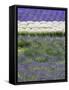 Rows of Lavender-Terry Eggers-Framed Stretched Canvas