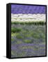 Rows of Lavender-Terry Eggers-Framed Stretched Canvas