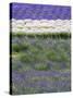 Rows of Lavender-Terry Eggers-Stretched Canvas