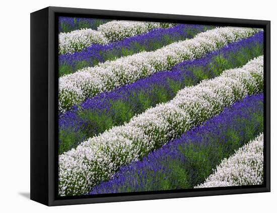 Rows of Lavender-Terry Eggers-Framed Stretched Canvas