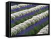 Rows of Lavender-Terry Eggers-Framed Stretched Canvas