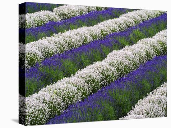 Rows of Lavender-Terry Eggers-Stretched Canvas