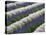 Rows of Lavender-Terry Eggers-Stretched Canvas