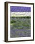 Rows of Lavender-Terry Eggers-Framed Photographic Print