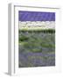 Rows of Lavender-Terry Eggers-Framed Photographic Print