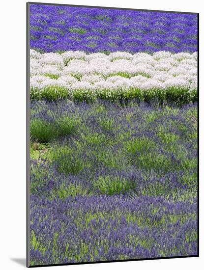 Rows of Lavender-Terry Eggers-Mounted Photographic Print