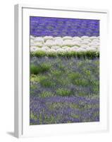 Rows of Lavender-Terry Eggers-Framed Photographic Print